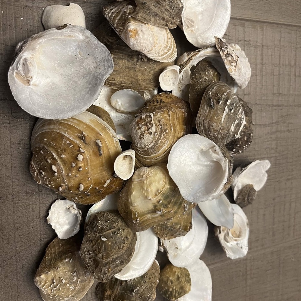 Natural Seashells 🐚